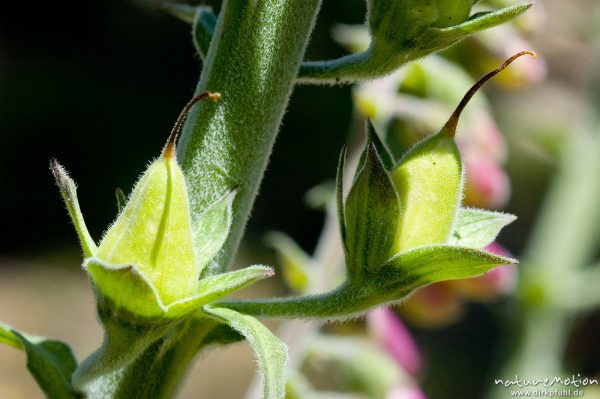 Roter Fingerhut, Digitalis purpurea, Scrophulariaceae, Früchte, Foret de l'Ospedale, Korsika, Frankreich