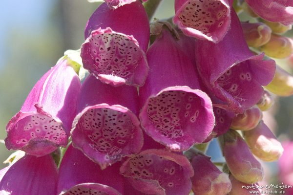 Roter Fingerhut, Digitalis purpurea, Scrophulariaceae, Blütenstand, Foret de l'Ospedale, Korsika, Frankreich