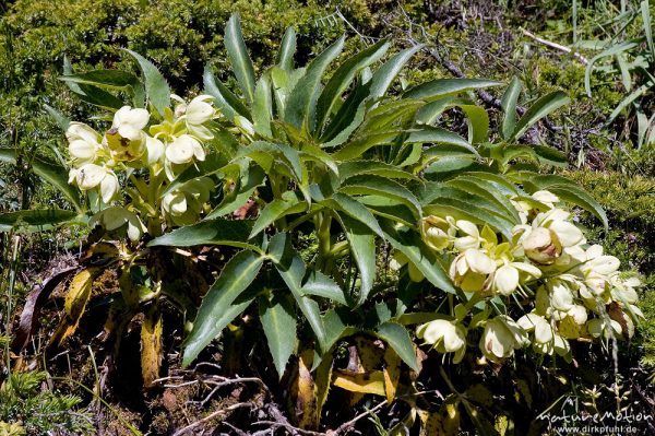 Korsische Nieswurz, Helleborus lividus, Ranunculaceae, endemisch, Foret de l'Ospedale, Korsika, Frankreich