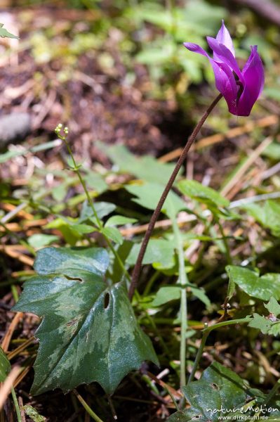Geschweiftblättriges Alpenveilchen, Cyclame repandum, Primulaceae, Foret de l'Ospedale, Korsika, Frankreich