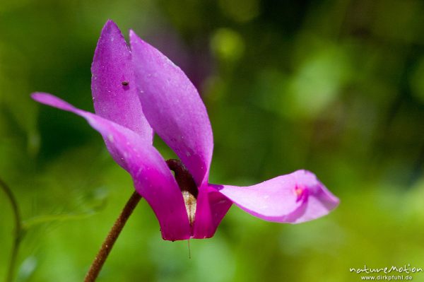 Geschweiftblättriges Alpenveilchen, Cyclame repandum, Primulaceae, Blüte, Foret de l'Ospedale, Korsika, Frankreich