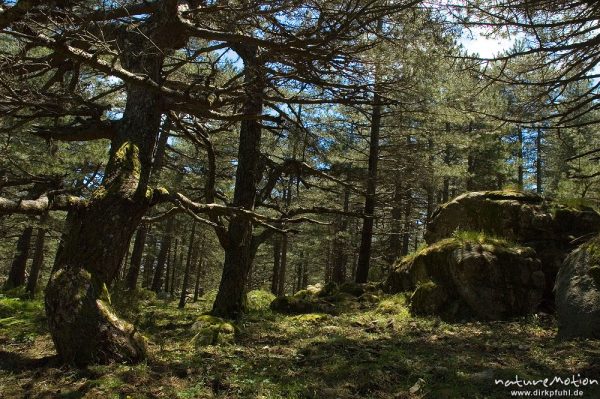 moosbedeckte Kiefern und Felsen, Wald unterhalb Punta di a Vacca Morta, Korsika, Frankreich