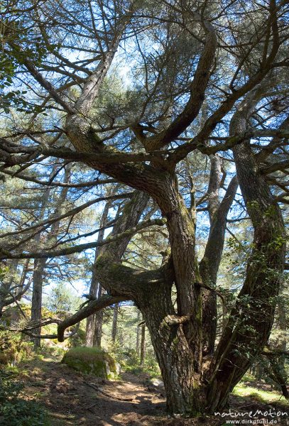 Schwarz-Kiefer, Laricio-Kiefer, Pinus nigra, Pinaceae, Wald unterhalb Punta di a Vacca Morta, Korsika, Frankreich