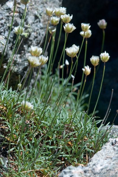 Weisse Grasnelke, Armeria leucocephala, Plumbaginaceae, Endemit, (?), Punta di a Vacca Morta, Korsika, Frankreich