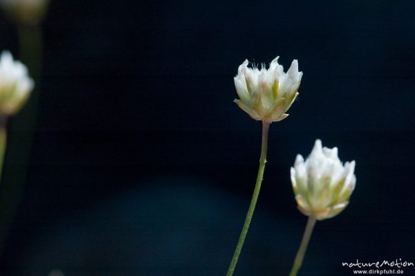 Weisse Grasnelke, Armeria leucocephala, Plumbaginaceae, Endemit, (?), Punta di a Vacca Morta, Korsika, Frankreich