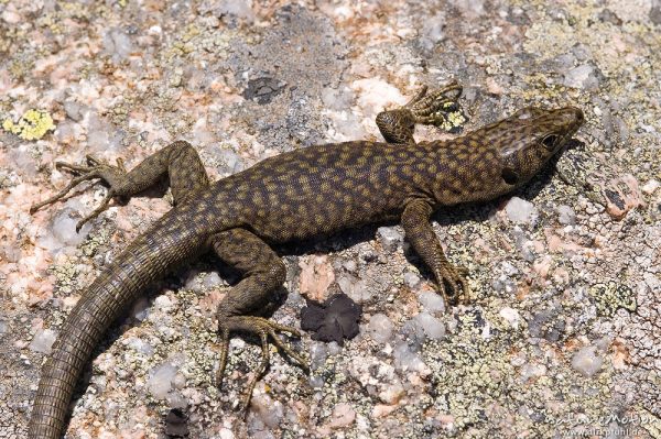 Tyrrhenische Gebirgseidechse, Lacerta bedriagae, Archaeolacerta bedriagae, Lacertidae, Punta di a Vacca Morta, Korsika, Frankreich