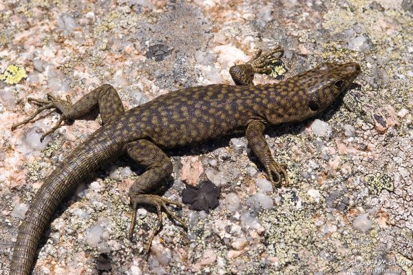 Tyrrhenische Gebirgseidechse, Lacerta bedriagae, Archaeolacerta bedriagae, Lacertidae, Punta di a Vacca Morta, Korsika, Frankreich