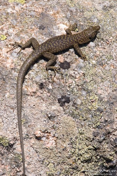 Tyrrhenische Gebirgseidechse, Lacerta bedriagae, Archaeolacerta bedriagae, Lacertidae, Punta di a Vacca Morta, Korsika, Frankreich