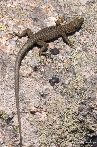 Tyrrhenische Gebirgseidechse, Lacerta bedriagae, Archaeolacerta bedriagae, Lacertidae, Punta di a Vacca Morta, Korsika, Frankreich