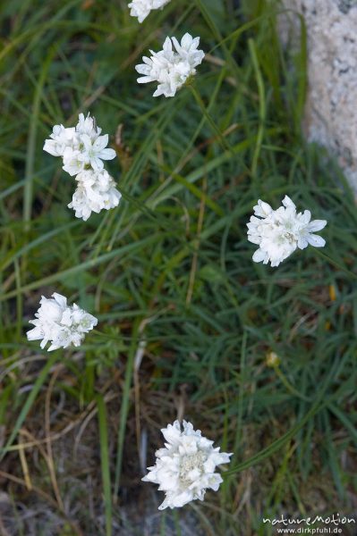 Weisse Grasnelke, Armeria leucocephala, Plumbaginaceae, Endemit, (?), Punta di a Vacca Morta, Korsika, Frankreich