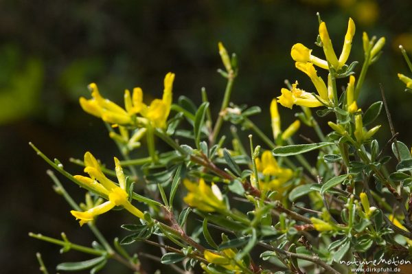 Kleinblütiger Stechginster, Ulex parviflorus, Fabaceae, Piscia di Gallo, Korsika, Frankreich