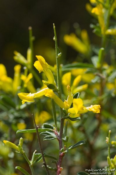 Kleinblütiger Stechginster, Ulex parviflorus, Fabaceae, Piscia di Gallo, Korsika, Frankreich