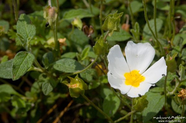 Salbeiblättrige Zistrose, Cistus salviifolius, Cistaceae, Piscia di Gallo, Korsika, Frankreich