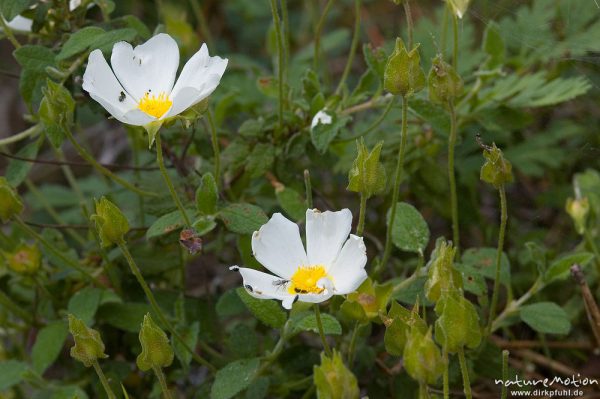 Salbeiblättrige Zistrose, Cistus salviifolius, Cistaceae, Piscia di Gallo, Korsika, Frankreich