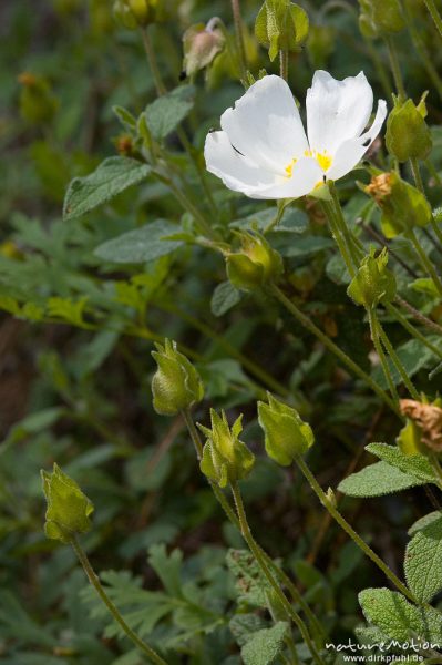 Salbeiblättrige Zistrose, Cistus salviifolius, Cistaceae, Oso-Bach, Piscia di Gallo, Korsika, Frankreich