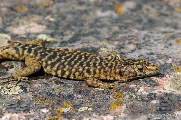 Tyrrhenische Gebirgseidechse, Lacerta bedriagae, Archaeolacerta bedriagae, Lacertidae, sich sonnend, Piscia di Gallo, Korsika, Frankreich