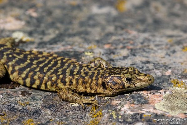 Tyrrhenische Gebirgseidechse, Lacerta bedriagae, Archaeolacerta bedriagae, Lacertidae, sich sonnend, Piscia di Gallo, Korsika, Frankreich