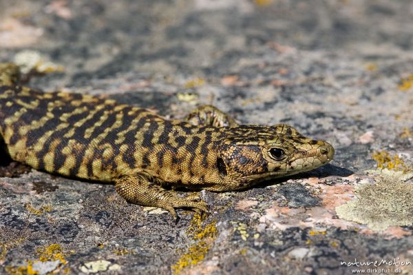 Tyrrhenische Gebirgseidechse, Lacerta bedriagae, Archaeolacerta bedriagae, Lacertidae, sich sonnend, Piscia di Gallo, Korsika, Frankreich