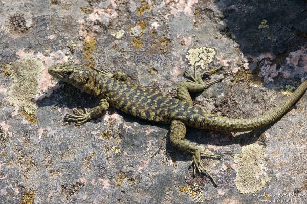 Tyrrhenische Gebirgseidechse, Lacerta bedriagae, Archaeolacerta bedriagae, Lacertidae, sich sonnend, Piscia di Gallo, Korsika, Frankreich