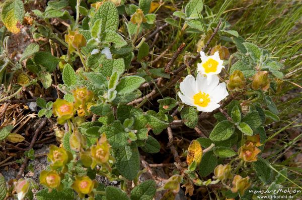 Salbeiblättrige Zistrose, Cistus salviifolius, Cistaceae, Oso-Bach, Piscia di Gallo, Korsika, Frankreich