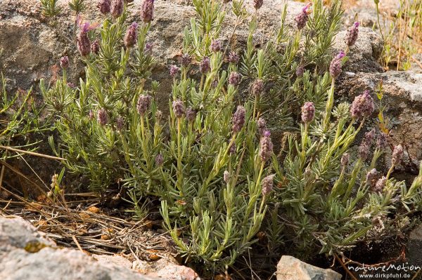 Schopf-Lavendel, Lavandula stoechas, Lamiaceae, Felsflur am Oso-Bach, Piscia di Gallo, Korsika, Frankreich