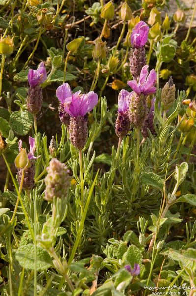 Schopf-Lavendel, Lavandula stoechas, Lamiaceae, Felsflur am Oso-Bach, Piscia di Gallo, Korsika, Frankreich