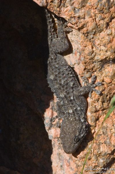 Mauergecko, Tarentola mauritanica, Gekkonidae, in Mauerspalte, Ascaghjiu, Korsika, Frankreich