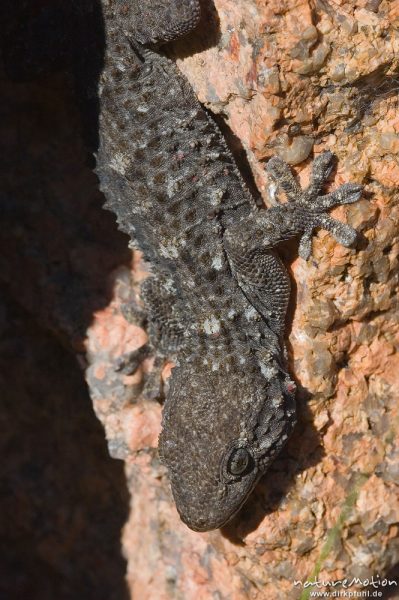 Mauergecko, Tarentola mauritanica, Gekkonidae, in Mauerspalte, Ascaghjiu, Korsika, Frankreich