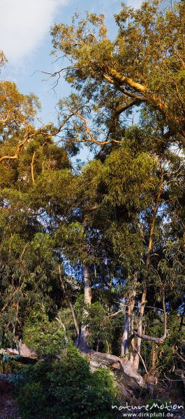 Eukalyptus, Eucalyptus spec., Myrtaceae, umgestürzter Baum mit mehreren neuen Trieben, Campingplatz Plage d'Arone, Korsika, Frankreich