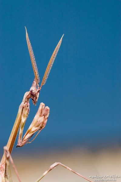 Empusa Fangschrecke, Empusa pennata, Männchen, Empusidae, Kopf und Thorax, gefächerte Fühler, Campingplatz Plage d'Arone, Korsika, Frankreich