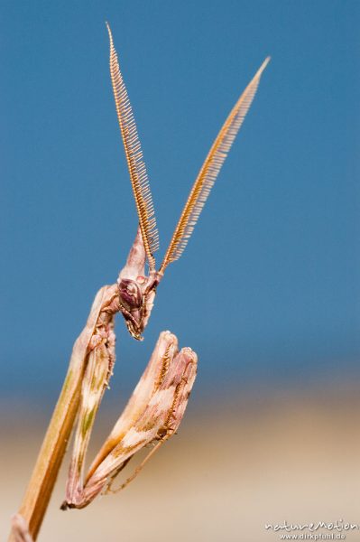 Empusa Fangschrecke, Empusa pennata, Männchen, Empusidae, Kopf und Thorax, gefächerte Fühler, Campingplatz Plage d'Arone, Korsika, Frankreich
