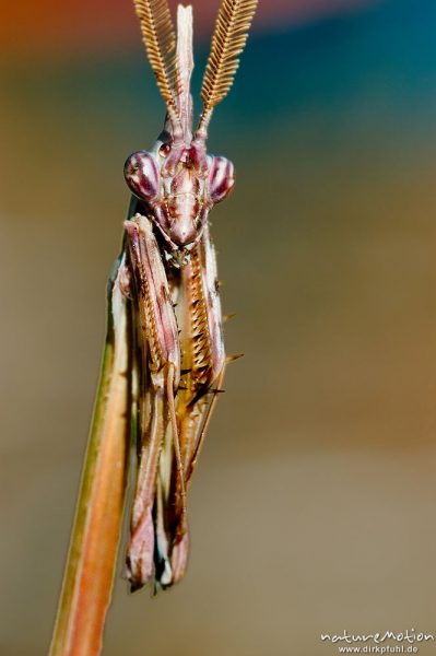 Empusa Fangschrecke, Empusa pennata, Männchen, Empusidae, Kopf und Thorax, gefächerte Fühler, Campingplatz Plage d'Arone, Korsika, Frankreich