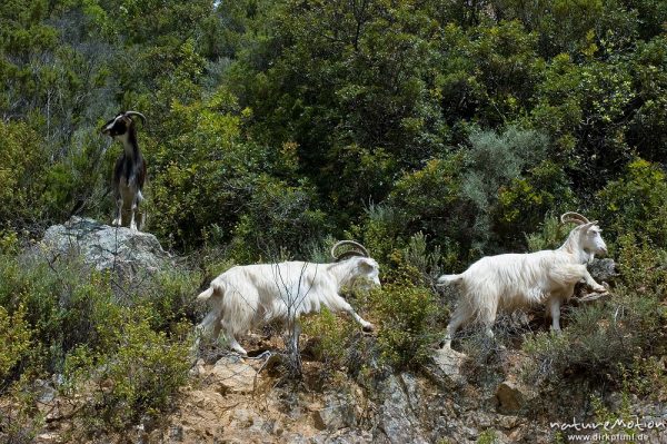 Hausziege, Capra hircus, Bovidae, klettern durch die Macchia, Gorche de Spelunca, Korsika, Frankreich