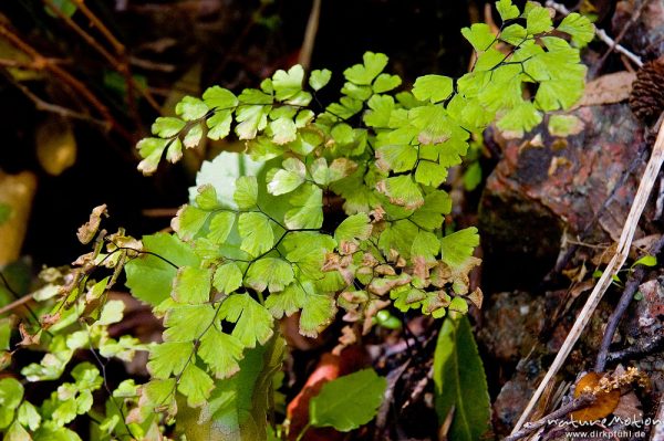 Frauenhaarfarn, Venushaar, Adiantum capillus-veneris, Adiantaceae, an überrieselte Felsen, Gorche de Spelunca, Korsika, Frankreich