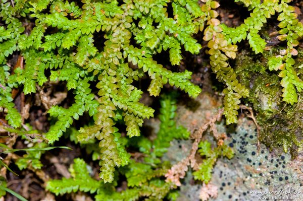 Gezähnter Moosfarn, Selaginella denticulata, Selaginellaceae, an überrieselte Felsen, Gorche de Spelunca, Korsika, Frankreich