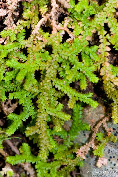 Gezähnter Moosfarn, Selaginella denticulata, Selaginellaceae, an überrieselte Felsen, Gorche de Spelunca, Korsika, Frankreich