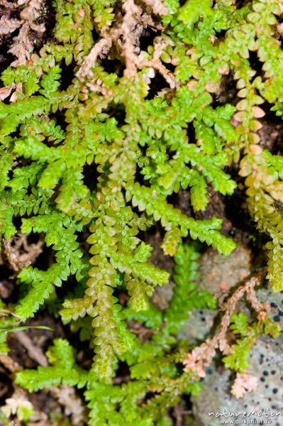 Gezähnter Moosfarn, Selaginella denticulata, Selaginellaceae, an überrieselte Felsen, Gorche de Spelunca, Korsika, Frankreich