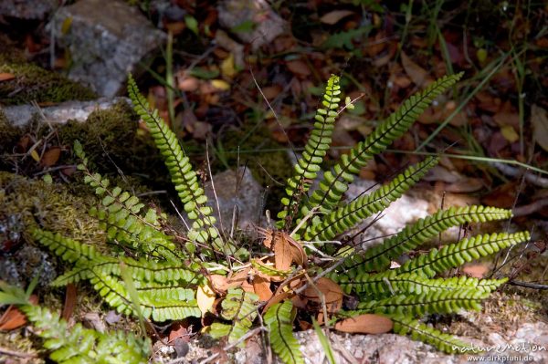 Braunstieliger Streifenfarn, Asplenium trichomanes, Aspleniaceae, Wegrand, Gorche de Spelunca, Korsika, Frankreich