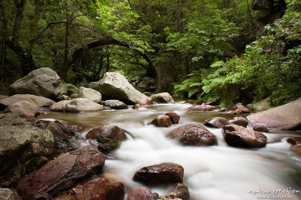 rauschender Bergbach, Ponte de Zaglia, Genuesenbrücke über den Spelunca-Bach, Gorche de Spelunca, Korsika, Frankreich