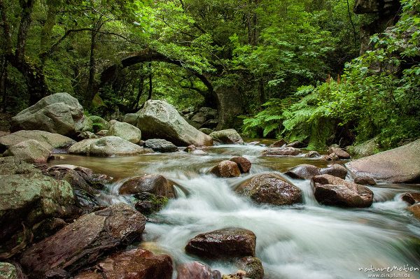 rauschender Bergbach, Ponte de Zaglia, Genuesenbrücke über den Spelunca-Bach, Gorche de Spelunca, Korsika, Frankreich