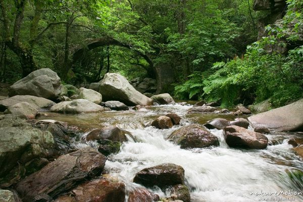 rauschender Bergbach, Ponte de Zaglia, Genuesenbrücke über den Spelunca-Bach, Gorche de Spelunca, Korsika, Frankreich