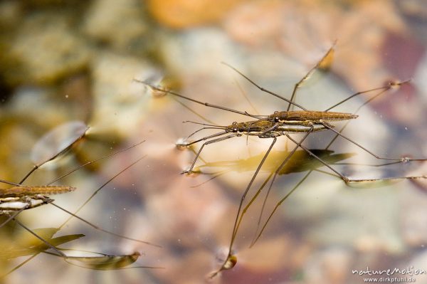 Wasserläufer, Gerris spec., Gerridae, Pärchen, Gorche de Spelunca, Korsika, Frankreich