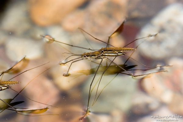 Wasserläufer, Gerris spec., Gerridae, Pärchen, Gorche de Spelunca, Korsika, Frankreich