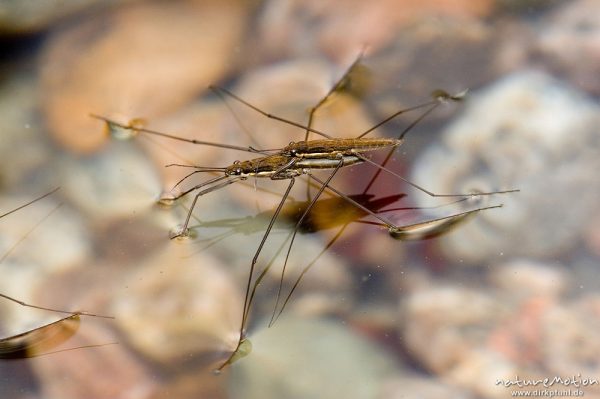 Wasserläufer, Gerris spec., Gerridae, Pärchen, Gorche de Spelunca, Korsika, Frankreich