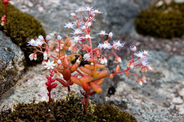 Blauer Mauerpfeffer, Sedum caeruleum, Crassulaceae, zwischen Felsen, Gorche de Spelunca, Korsika, Frankreich