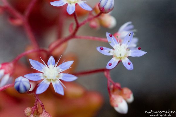 Blauer Mauerpfeffer, Sedum caeruleum, Crassulaceae, Blüten, zwischen Felsen, Gorche de Spelunca, Kombination aus zwei Aufnahmen mit unterschiedlicher Schärfeebene, Korsika, Frankreich