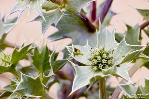 Stranddistel, Eryngium maritimum, Apiaceae, Plage d'Arone, Korsika, Frankreich