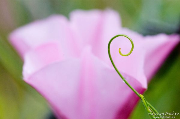 Eibischblättrige Winde, Convolvulus althaeoides, Convolvulaceae, gebogene Rankenspitze, Blüte unscharf im Hintergrund, Plage d'Arone, Korsika, Frankreich