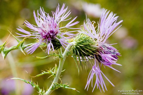 Milchfleckdistel, Galactites tomentosa, Korbblütler (Asteraceae), Wegrand, Plage d'Arone, Korsika, Frankreich