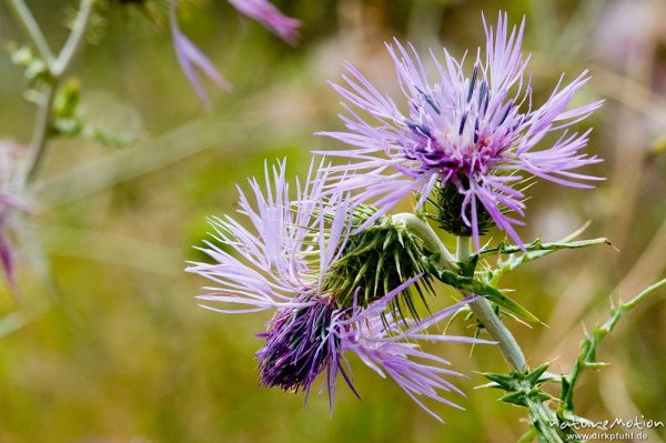 Milchfleckdistel, Galactites tomentosa, Korbblütler (Asteraceae), Wegrand, Plage d'Arone, Korsika, Frankreich